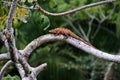 Orange or clay colored iguana sunbathing in a tree, Manuel Antonio, Costa Rica. Royalty Free Stock Photo