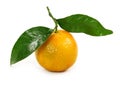Orange clementine
