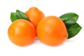 Orange clementine or minneola tangelo with green leaves isolated on white background. Tangerine. Citrus fruit Royalty Free Stock Photo