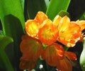 Orange Clivia In Bloom Royalty Free Stock Photo