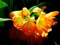 Orange Clivia In Bloom Royalty Free Stock Photo