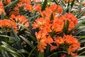 Orange clivia flowers