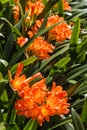 Orange clivia flowers Royalty Free Stock Photo