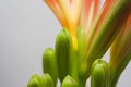 Orange clivia home flower and office plant with buds on a light background with copy space. Royalty Free Stock Photo