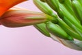 Orange clivia home flower and office plant with buds on a pink background with copy space.