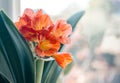 Orange Clivia Maniata flower in bloom against blurry background Royalty Free Stock Photo