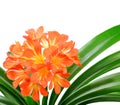 Orange Clivia miniata