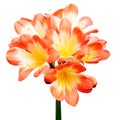 Orange Clivia miniata Royalty Free Stock Photo