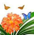 Orange Clivia miniata with butterflies Royalty Free Stock Photo
