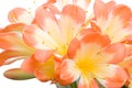 Orange Clivia miniata close-up Royalty Free Stock Photo