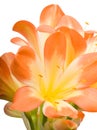 Orange Clivia Miniata close-up Royalty Free Stock Photo