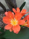 Orange clivia miniata flower Royalty Free Stock Photo