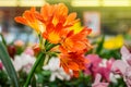 Orange Clivia miniata flower close-up in the retail store Royalty Free Stock Photo