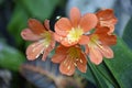 Orange Clivia Miniata Flower Cluster Royalty Free Stock Photo