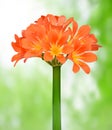 Orange Clivia miniata Royalty Free Stock Photo