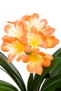 Orange Clivia miniata isolated Royalty Free Stock Photo