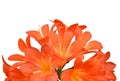 Orange Clivia miniata Royalty Free Stock Photo