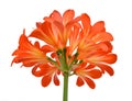 Orange Clivia miniata Royalty Free Stock Photo