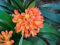 Orange Clivia miniata, the Natal lily or bush lily flower plant. Orange flower blooming Royalty Free Stock Photo