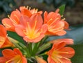 Orange Clivia miniata, the Natal lily or bush lily flower plant. Orange flower blooming Royalty Free Stock Photo