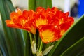 Orange Clivia Plants flower