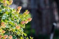 Orange clock vine Thunbergia gregorii blooming Royalty Free Stock Photo