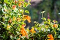 Orange clock vine Thunbergia gregorii blooming Royalty Free Stock Photo