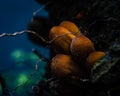 Close Up Image Of Orange Closed Mica Cap Mushrooms