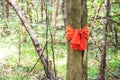 Orange cloth tie the tree, Clerics trees.