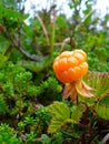 Cloudberry