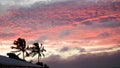 Wind blown palm trees sunset Royalty Free Stock Photo