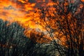 Orange clouds in winter sunset through bare tree branches Royalty Free Stock Photo