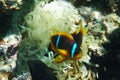 Orange clown fish