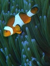 Orange clown fish