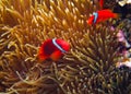 Orange Clown fish in actinia tentacle. Coral fish underwater photo.