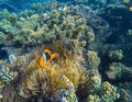 Orange Clown fish in actinia tentacles. Clownfish in sea plant.