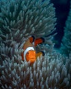 Orange clown fish hiding in an anemone