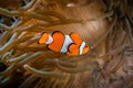 Orange clown fish in sea anemones