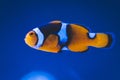 Orange clown fish white stripes close blue background