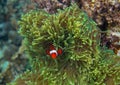 Orange clownfish in actinia. Coral reef underwater photo. Clown fish in anemone. Tropical seashore snorkeling or diving