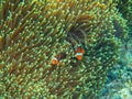 Orange clownfish in actinia. Coral reef underwater photo. Nemo fish family. Tropical seashore snorkeling or diving