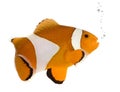 Orange clownfish - Amphiprion occelaris