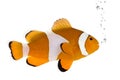 Orange clownfish - Amphiprion occelaris
