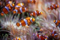 Orange clownfish, Amphiprion percula