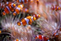 Orange clownfish, Amphiprion percula