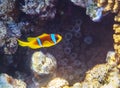 Clownfish on a coral reef