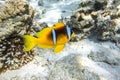 Orange Clownfish Anemone Fish In Anemone Soft Coral. Bright Striped Marine Tropical Fish In Natural Habitat In Red Sea, Egypt.