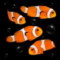 Orange clownfish on dark background with bubbles