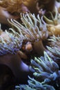 Orange clownfish hiding on an anemone on a tropical underwater close up still