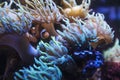 Orange clownfish hiding on an anemone on a tropical underwater close up